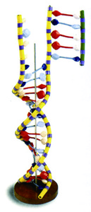 DNA模型(3B)