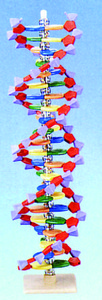DNA模型(歐美貨)