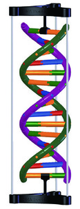 DNA雙螺旋結構模型(歐美貨)