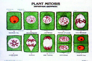 植物細胞有絲分裂掛圖