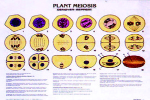 植物細胞減數分裂掛圖