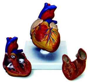 心臟模型(3B)