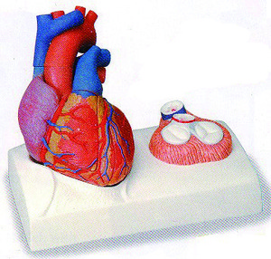 心臟模型(歐美貨)