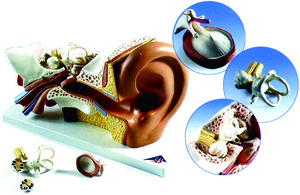 耳朵模型(3B)