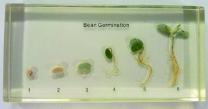 豆的發芽過程封膠標本