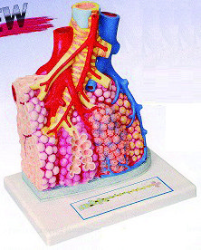 肺葉模型(歐美貨)
