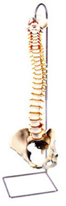 帶女性骨盆脊椎模型(3B)