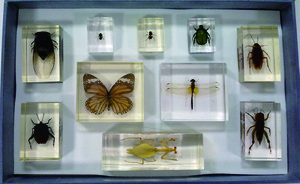 常見昆蟲10目代表封膠標本