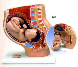 懷孕足月模型(3B)