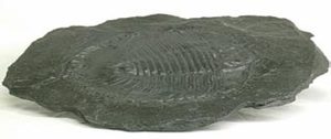 甲冑魚複製標本