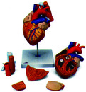 5件式心臟模型(3B)