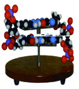 DNA構造模型(美貨)