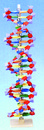 DNA模型(歐美貨)