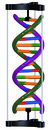 DNA雙螺旋結構模型(歐美貨)