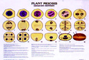 植物細胞減數分裂掛圖