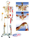 人體骨骼模型(特製型)(3B)