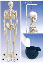 人體骨骼模型(標準型)(3B)