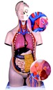 人體解剖模型(3B)