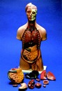 人體解剖模型(3B)