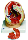 女性骨盆腔模型(3B)