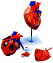 心臟附冠狀動脈模型(3B)