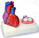 心臟模型(歐美貨)