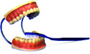 牙齒保健模型(3B)