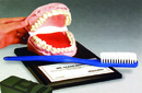 牙齒保健模型(美貨)