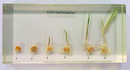 玉米發芽過程封膠標本