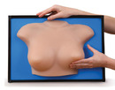 立式乳房模型(美貨)