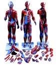 肌肉型人體解剖模型(3B)