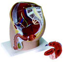 男性骨盆腔模型(3B)
