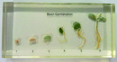 豆的發芽過程封膠標本
