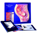 足月胎兒模型