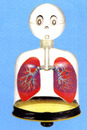 呼吸模型實驗器(日貨)