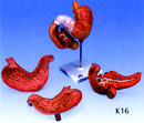 胃的模型(3B)