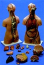 背部開放式人體解剖模型