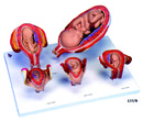 胎兒發育模型(3B)