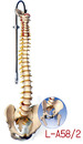 脊椎模型(3B)