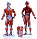 迷你人體肌肉模型(3B)