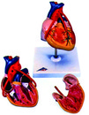 帶血管的心臟模型(3B)