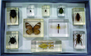 常見昆蟲10目代表封膠標本