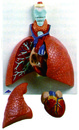 喉肺模型(3B)