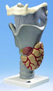 喉部解剖模型(3B)