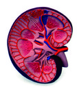 腎臟模型(3B)
