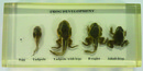 蛙發育過程封膠標本