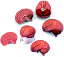 腦解剖模型(3B)