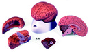 腦解剖模型(3B)