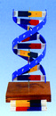 精緻型DNA模型(日貨)