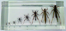蝗蟲生活史封膠標本